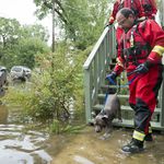 An HSUS rescue team with animals  (AP Images for HSUS)